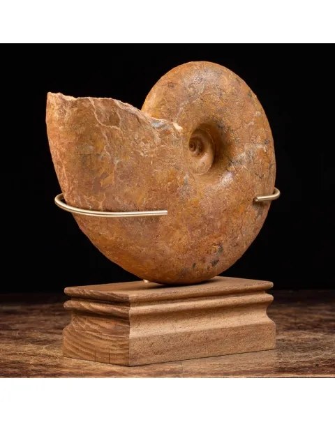 Ammonite Lytoceras Dilucidum