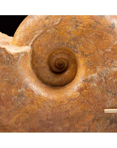 Ammonite Lytoceras Dilucidum
