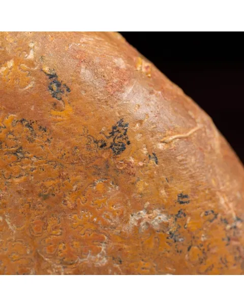 Ammonite Lytoceras Dilucidum