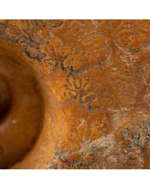 Ammonite Lytoceras Dilucidum