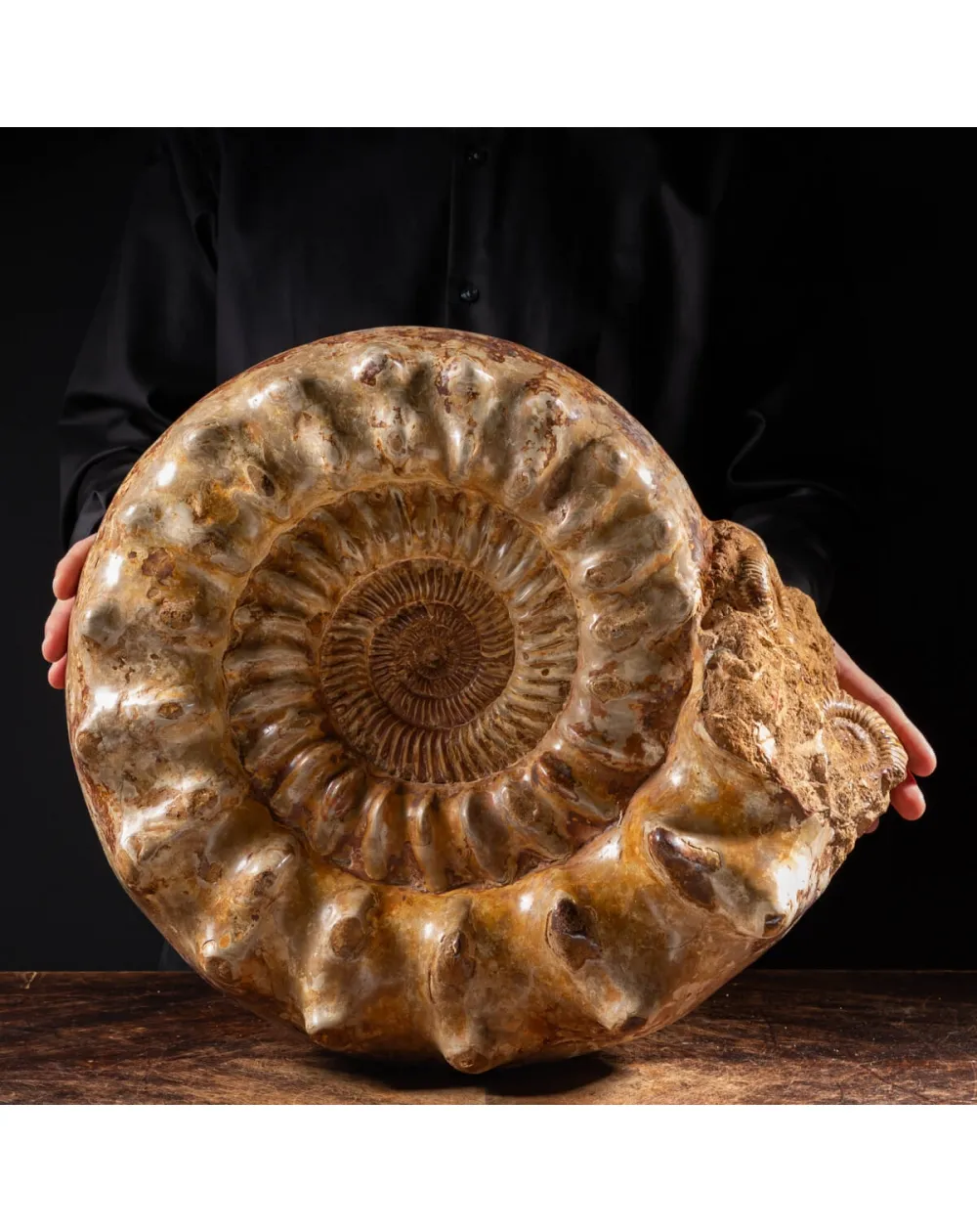 Ammonite Kranaosphinctes Sp.