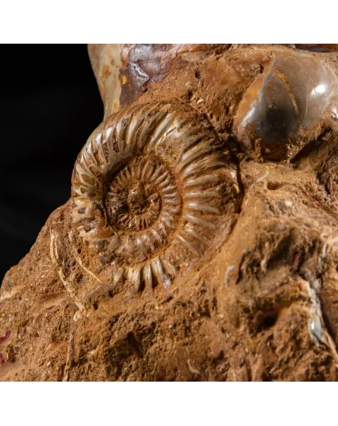 Ammonite Kranaosphinctes Sp.