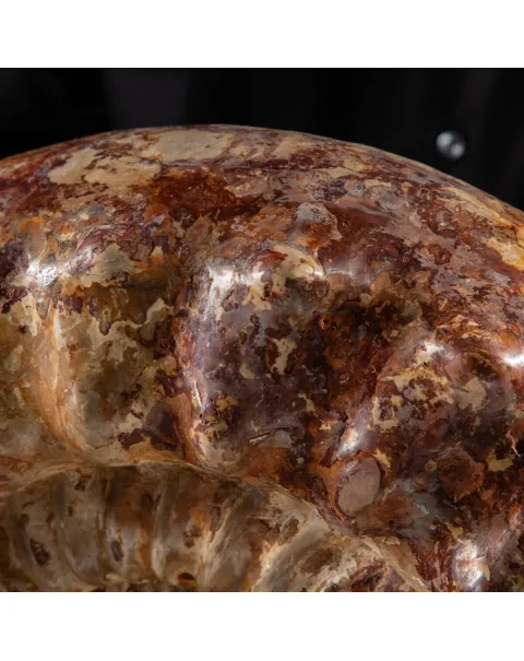 Ammonite Kranaosphinctes Sp.