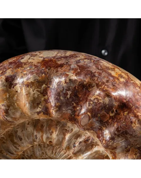 Ammonite Kranaosphinctes Sp.