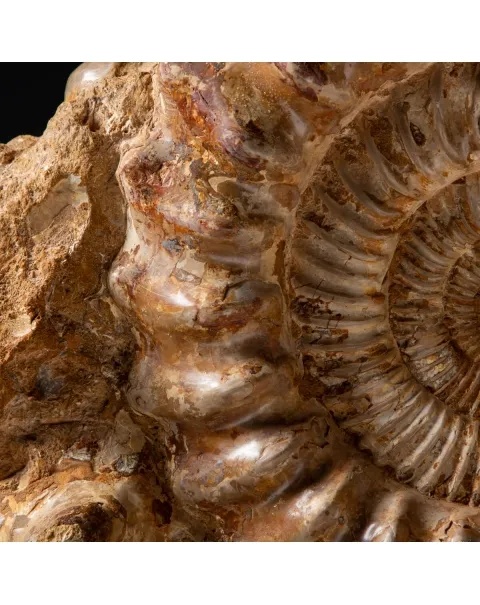 Ammonite Kranaosphinctes Sp.
