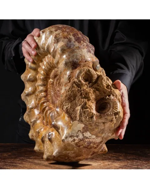Ammonite Kranaosphinctes Sp.