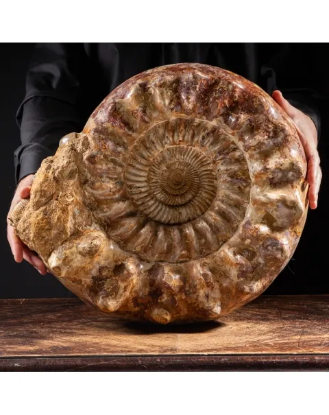 Ammonite Kranaosphinctes Sp.
