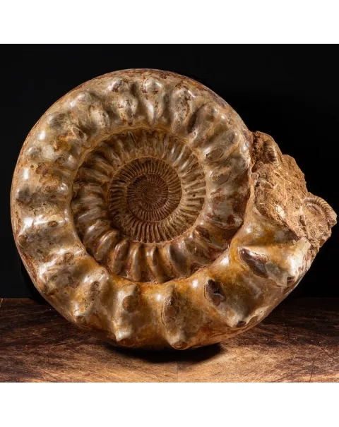 Ammonite Kranaosphinctes Sp.