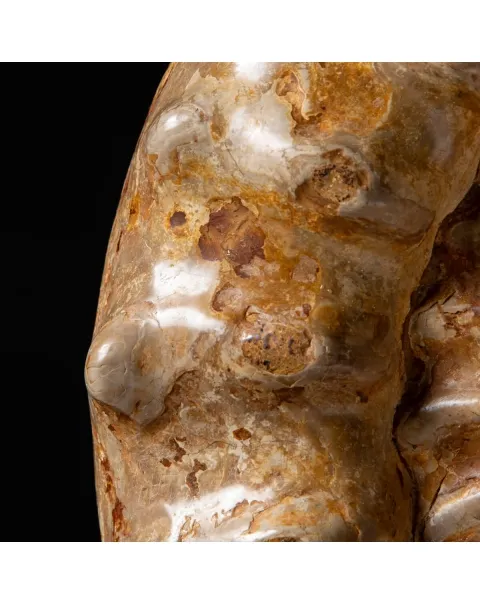 Ammonite Kranaosphinctes Sp.