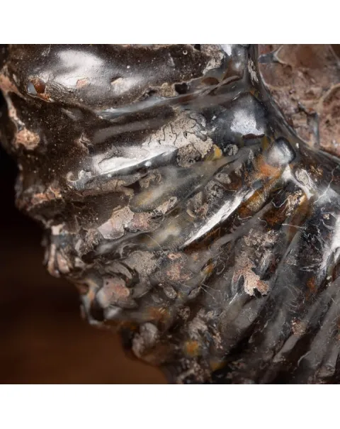 Ammonite Douvilleiceras