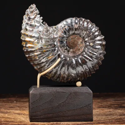 Ammonite Douvilleiceras