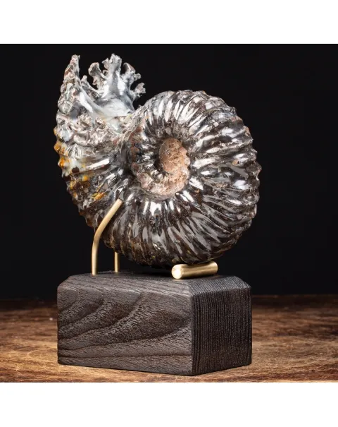 Ammonite Douvilleiceras