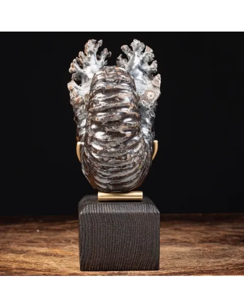 Ammonite Douvilleiceras