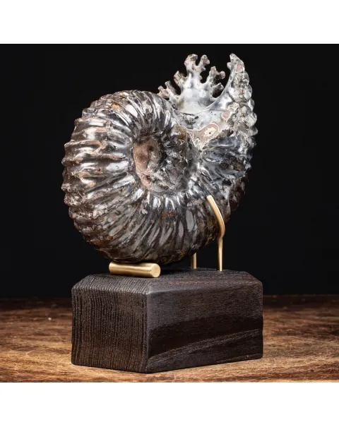 Ammonite Douvilleiceras