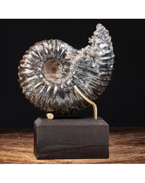 Ammonite Douvilleiceras