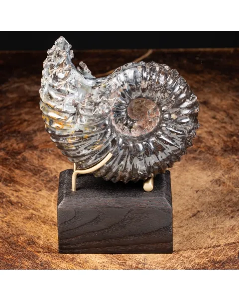 Ammonite Douvilleiceras
