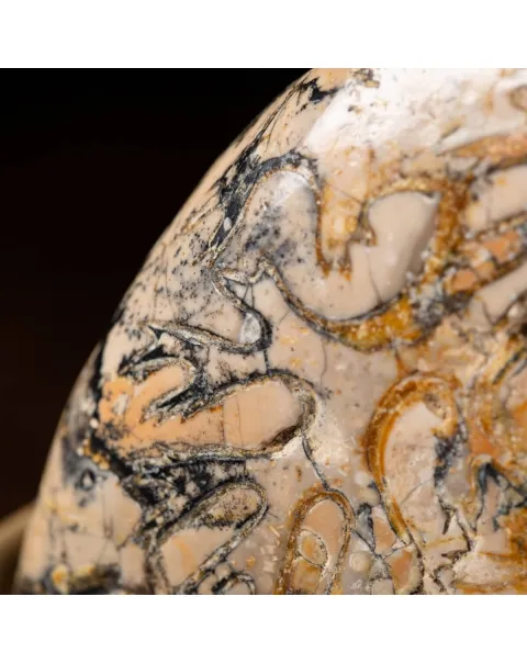 Ammonite Lytoceras