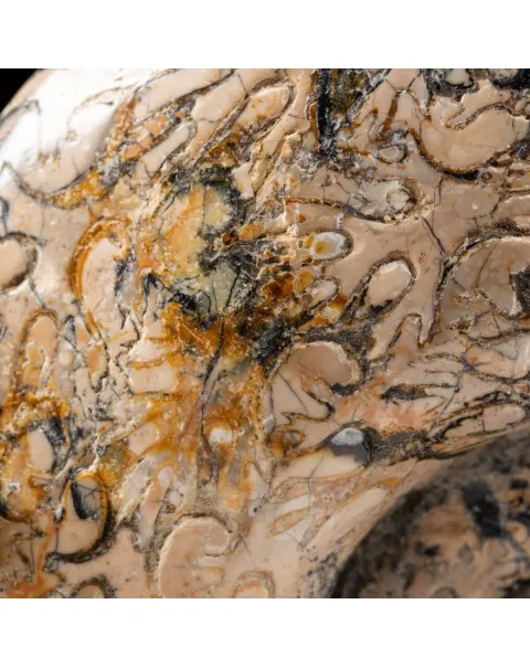 Ammonite Lytoceras