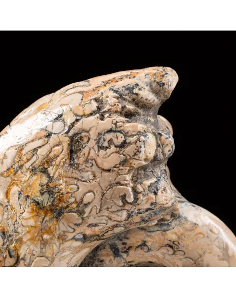 Ammonite Lytoceras