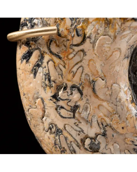 Ammonite Lytoceras