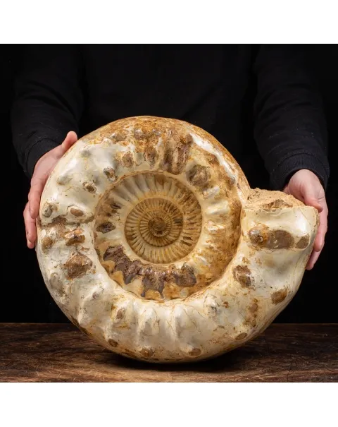 Ammonite Kranaosphinctes Sp.
