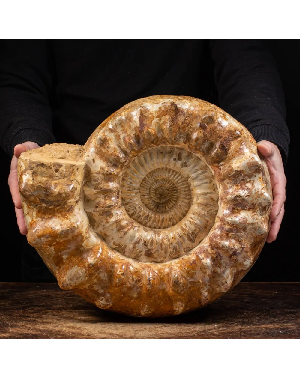 Ammonite Kranaosphinctes Sp.