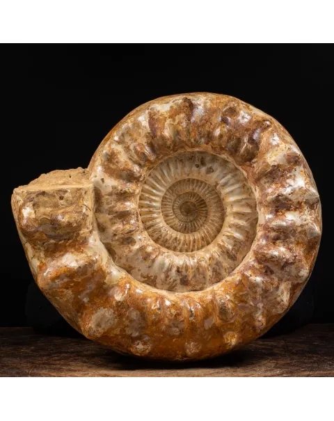 Ammonite Kranaosphinctes Sp.