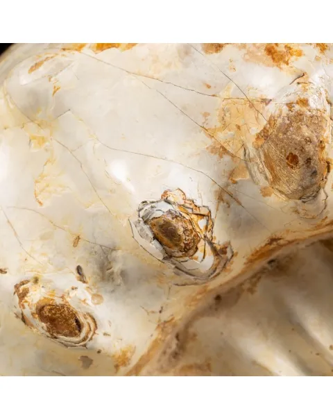 Ammonite Kranaosphinctes Sp.
