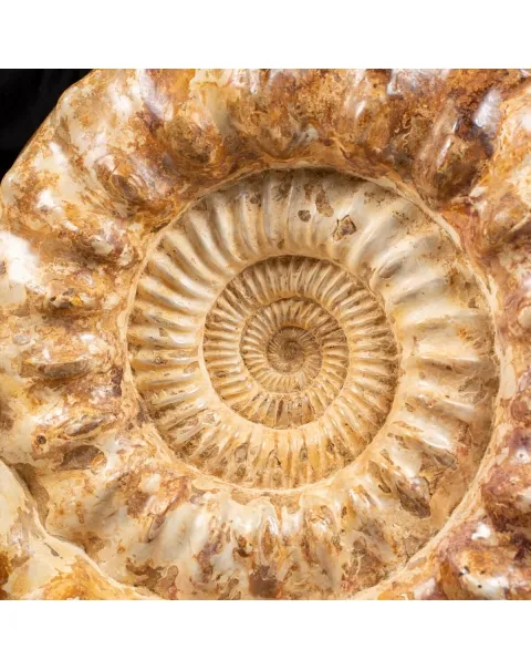 Ammonite Kranaosphinctes Sp.