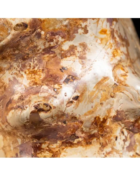 Ammonite Kranaosphinctes Sp.