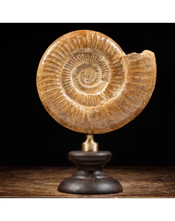 Ammonite Douvilleiceras