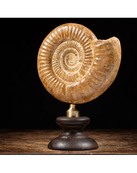 Ammonite Douvilleiceras