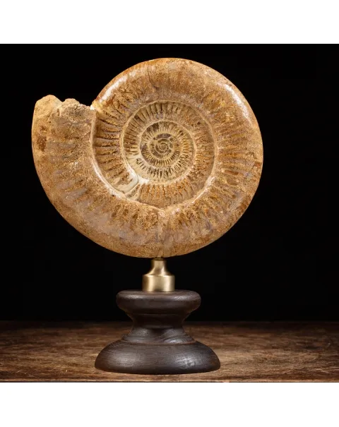 Ammonite Douvilleiceras
