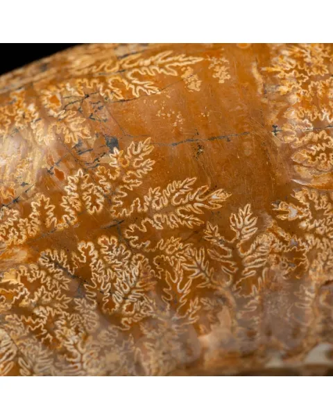 Ammonite Douvilleiceras