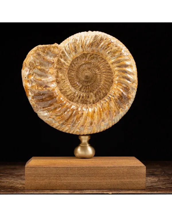 Ammonite Douvilleiceras