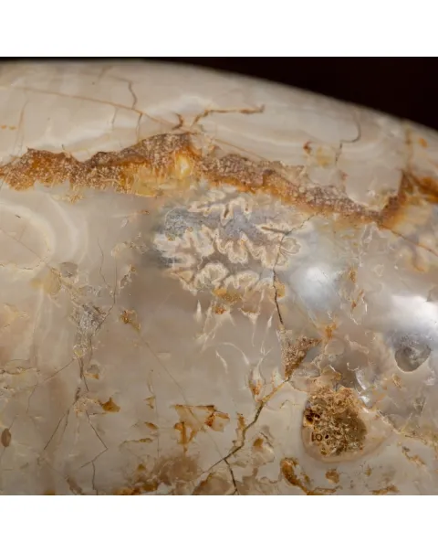 Ammonite Douvilleiceras