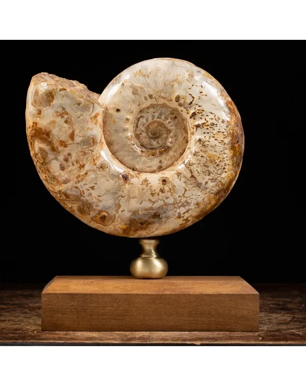 Ammonite Douvilleiceras