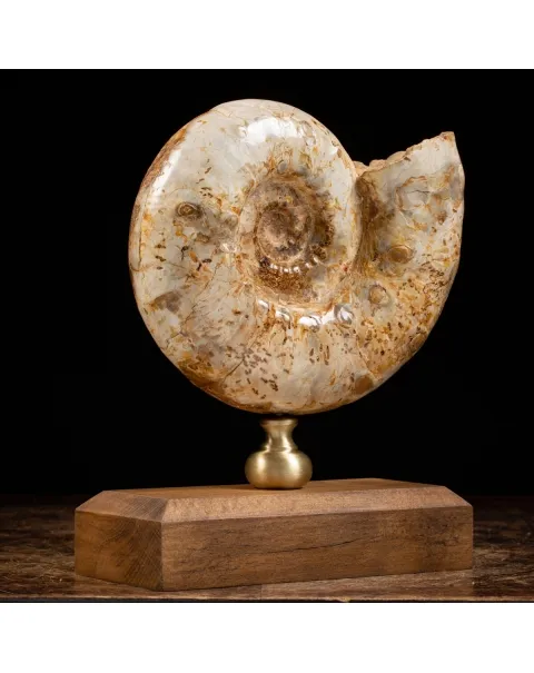Ammonite Douvilleiceras