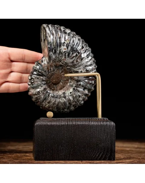 Ammonite Douvilleiceras
