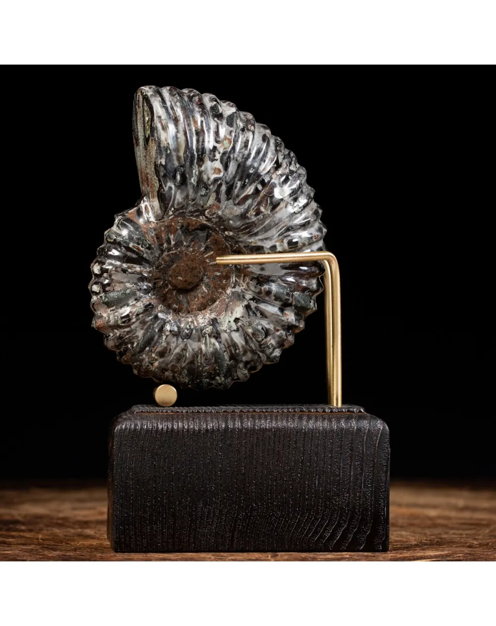 Ammonite Douvilleiceras