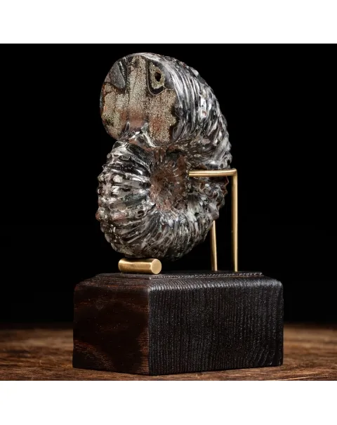 Ammonite Douvilleiceras