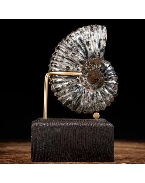 Ammonite Douvilleiceras