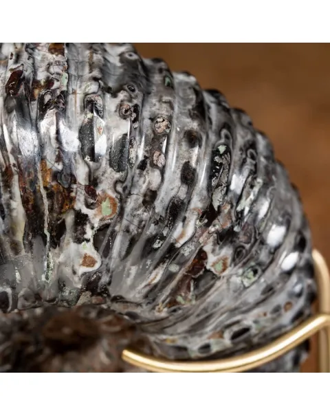 Ammonite Douvilleiceras