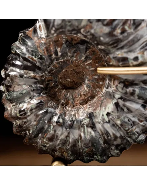 Ammonite Douvilleiceras