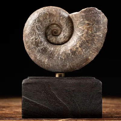 Ammonite Lytoceras Fimbriatum