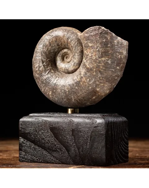 Ammonite Lytoceras Fimbriatum
