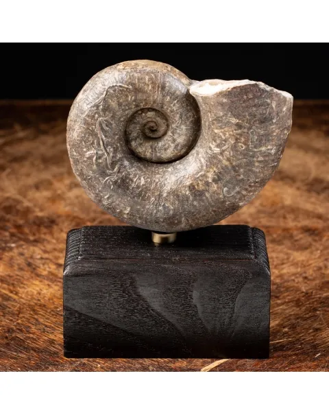Ammonite Lytoceras Fimbriatum