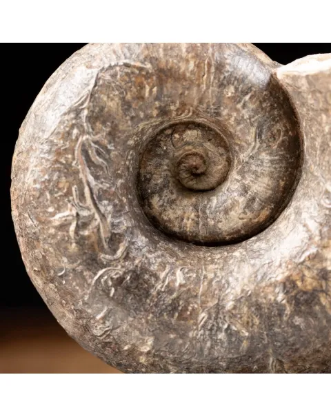 Ammonite Lytoceras Fimbriatum
