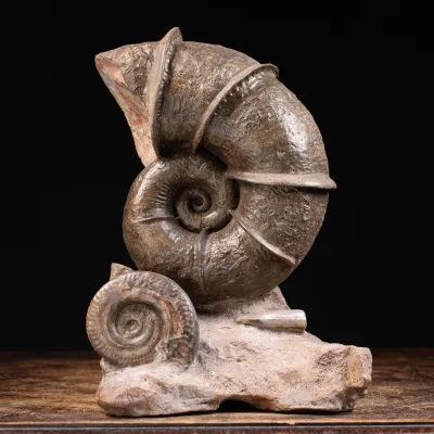 Ammonite Lytoceras Fimbriatum