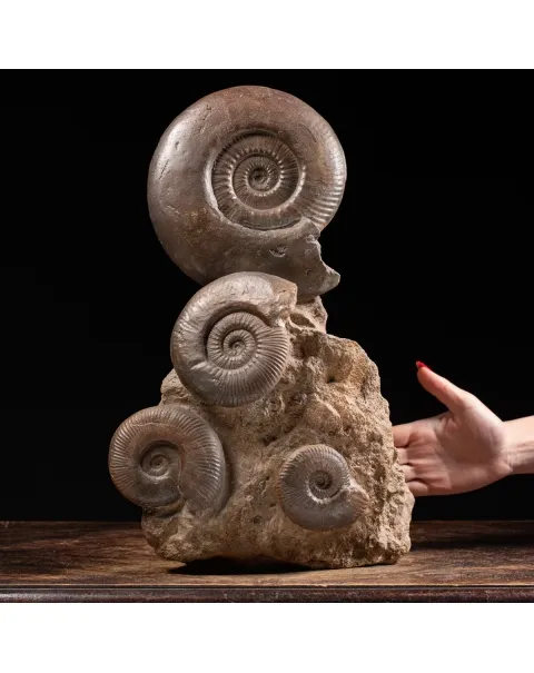 Ammoniti Hildoceras